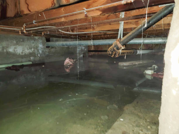 Best Water damage cleanup near me  in Blanding, UT